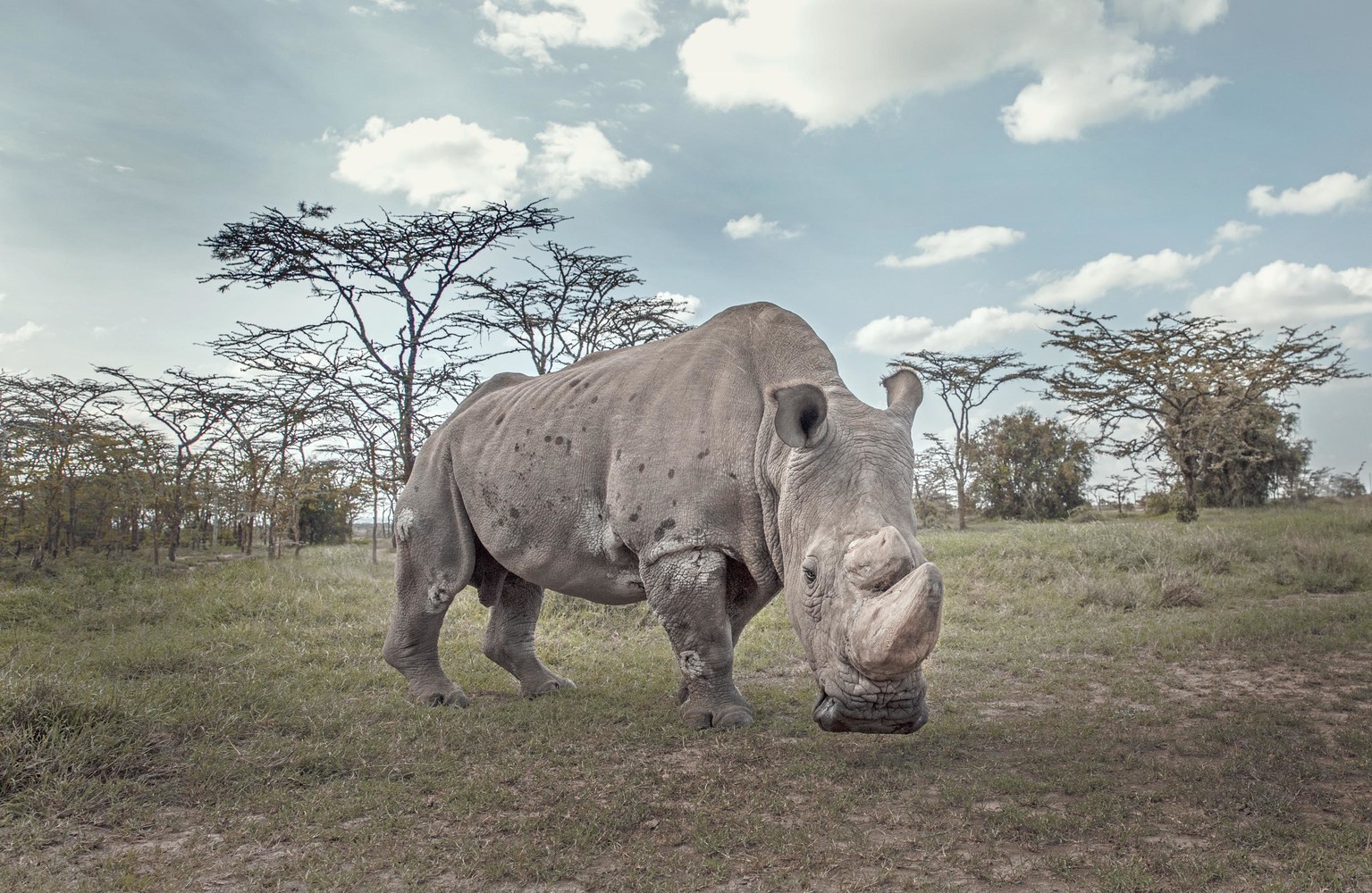 - RIP Sudan, you magnificent creature - George Logan